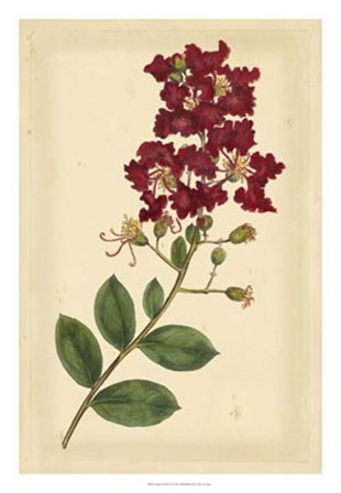 Floral Varieties II by Edward S. Curtis art print