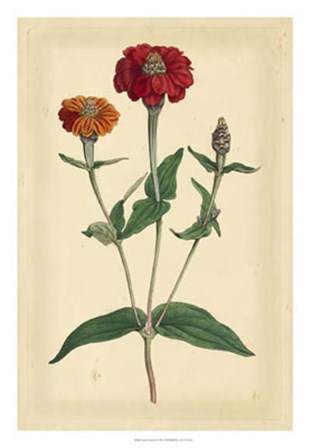 Floral Varieties III by Edward S. Curtis art print