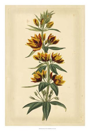 Floral Varieties IV by Edward S. Curtis art print