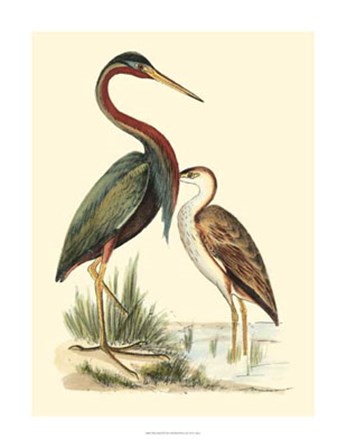 Water Birds III by H.l. Meyer art print