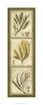 Exotic Seaweed Panel II by Nancy Slocum art print