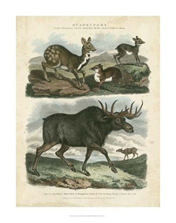Deer &amp; Moose by Sydenham Edwards art print