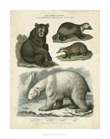 Brown Bear &amp; Polar Bear by Sydenham Edwards art print