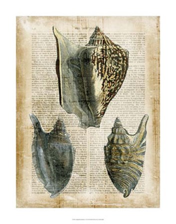 Antiquarian Seashells I by Vision Studio art print