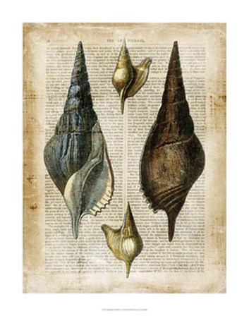 Antiquarian Seashells II by Vision Studio art print
