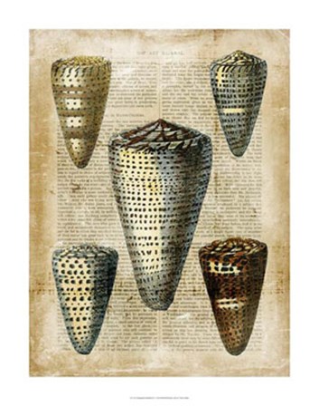 Antiquarian Seashells IV by Vision Studio art print