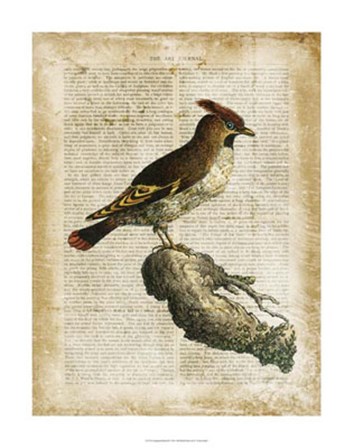 Antiquarian Birds III by Vision Studio art print