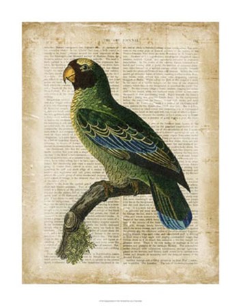 Antiquarian Birds VI by Vision Studio art print