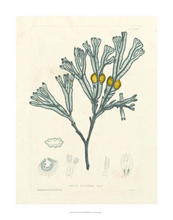 Luminous Seaweed II by Henry Bradbury art print