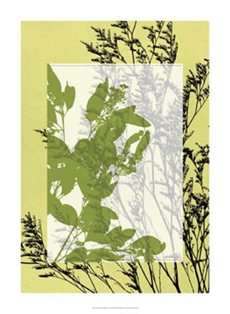 Translucent Wildflowers III by Jennifer Goldberger art print