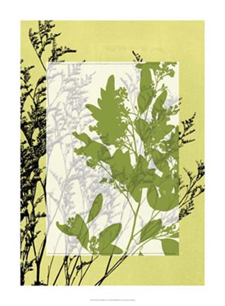 Translucent Wildflowers IV by Jennifer Goldberger art print
