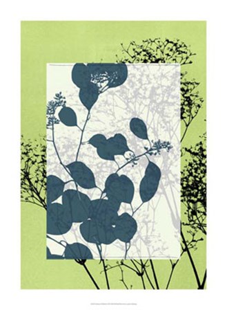 Translucent Wildflowers VII by Jennifer Goldberger art print