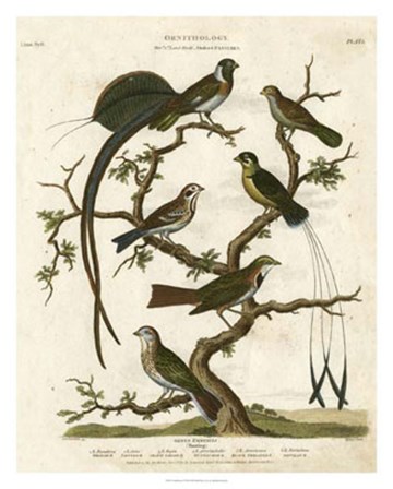 Ornithology I by Sydenham Edwards art print