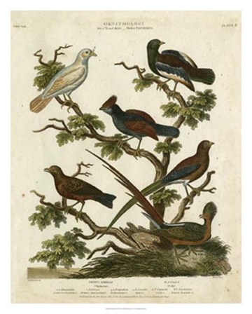 Ornithology II by Sydenham Edwards art print