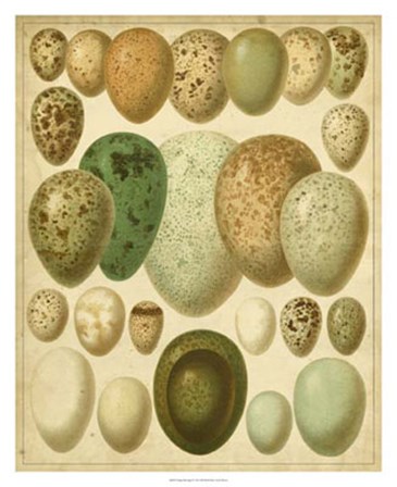 Vintage Bird Eggs II by Bert Meyers art print