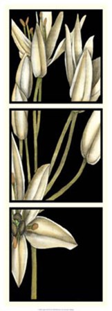 Graphic Lily II by Jennifer Goldberger art print