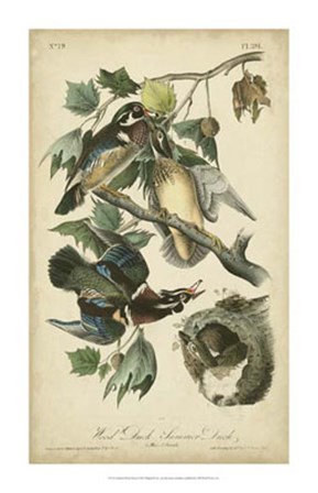 Audubon Wood Duck by John James Audubon art print
