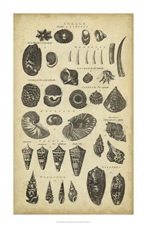 Study of Shells II by C.E. Chambers art print