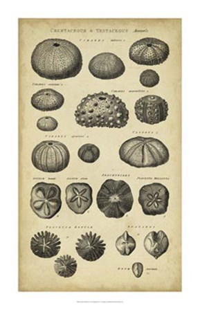 Study of Shells III by C.E. Chambers art print