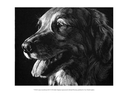 Canine Scratchboard XIV by Julie Chapman art print