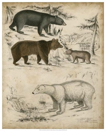Non-Embellished Species of Bear art print