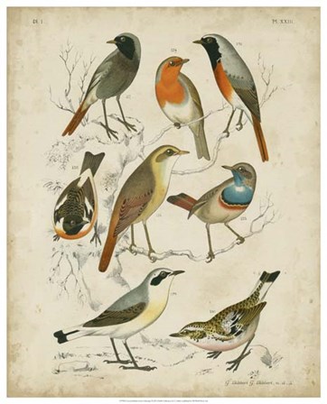 Non-Embellished Avian Gathering I by G. Lubock art print