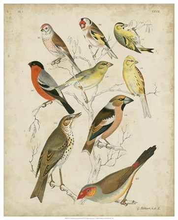Non-Embellished Avian Gathering II by G. Lubock art print