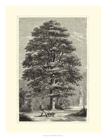 B&amp;W Terry&#39;s Trees I by Vision Studio art print