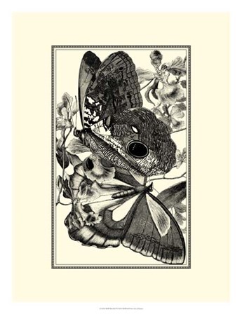 B&amp;W Butterfly IV by G. Pearson art print