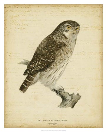 Non-Embellished Vintage Owl by Von Wright art print