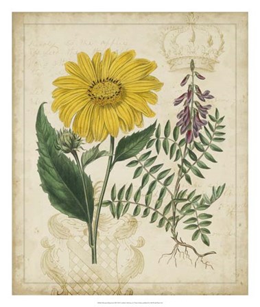 Botanical Repertoire III by Vision Studio art print