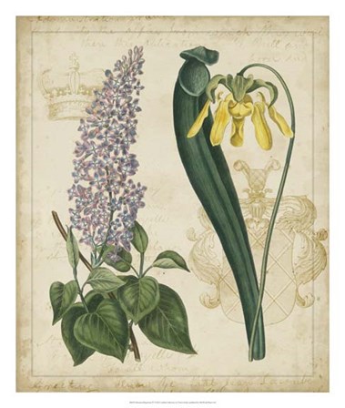 Botanical Repertoire IV by Vision Studio art print