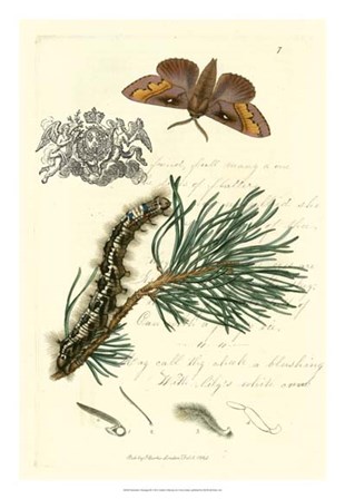 Naturalist&#39;s Montage III by Vision Studio art print