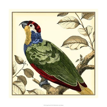Tropical Parrot II by Martinet art print