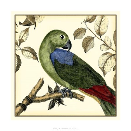 Tropical Parrot III by Martinet art print