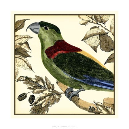 Tropical Parrot IV by Martinet art print