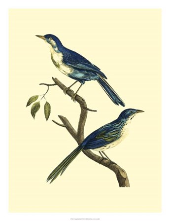Vintage Bird Pair II by Levaillon art print