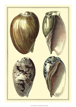 Classic Shells I by Denis Diderot art print