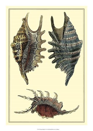 Classic Shells III by Denis Diderot art print