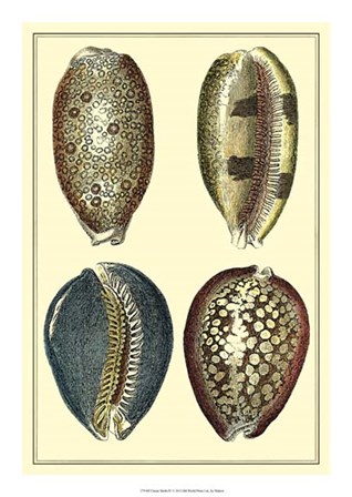 Classic Shells IV by Denis Diderot art print
