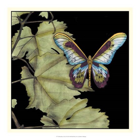 Butterfly on Vine II by Jennifer Goldberger art print