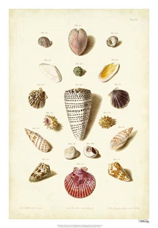 Shells, Tab. III by Gabriel Muller art print