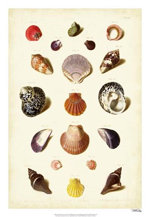 Shells, Tab. XI by Gabriel Muller art print