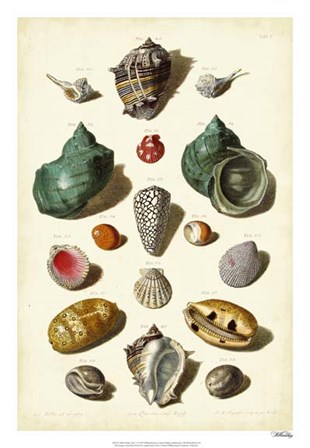 Shells, Tab. V by Gabriel Muller art print