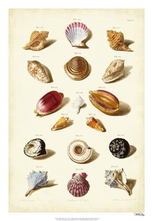 Shells, Tab. VI by Gabriel Muller art print