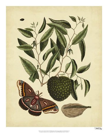 Moth, Pl. T86 by Marc Catesby art print