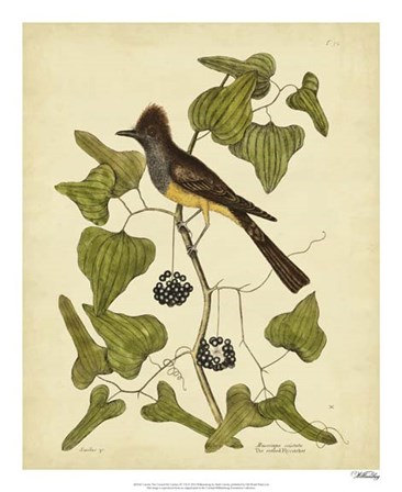 Crest. Fly-Catcher, Pl. T52 by Marc Catesby art print