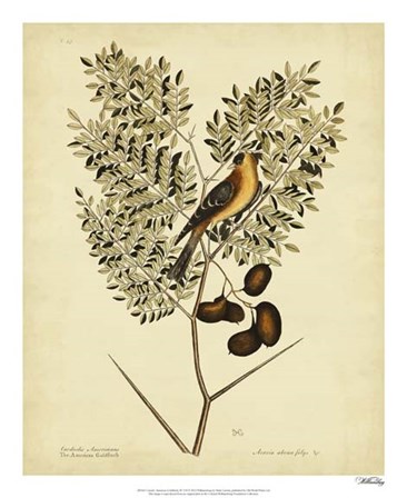 American Goldfinch, Pl. T43 by Marc Catesby art print