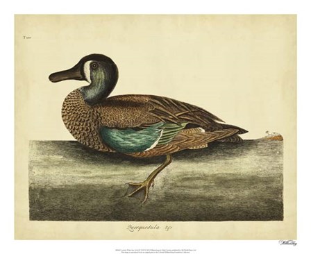 White-face Teal, Pl. T100 by Marc Catesby art print