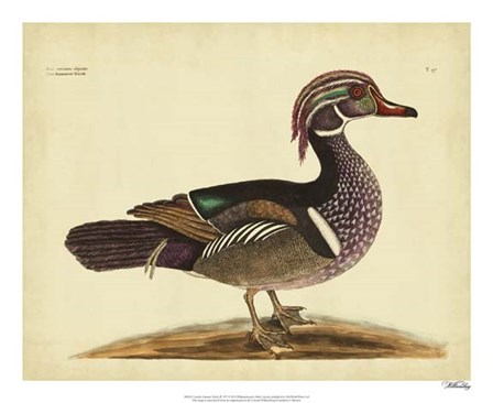 Summer Duck, Pl. T97 by Marc Catesby art print